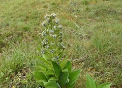 Solenanthus apenninus