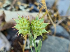 Onobrychis caput-galli