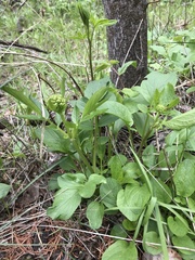 Valeriana occidentalis