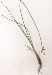 Fimbristylis puberula puberula