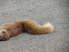 Cynictis penicillata penicillata