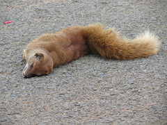 Cynictis penicillata penicillata