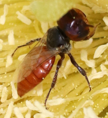 Macrotera