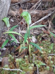 Pterostylis brumalis