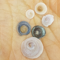 Calyptraea chinensis