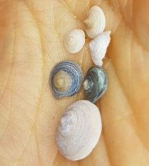 Calyptraea chinensis