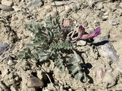 Astragalus chamaeleuce