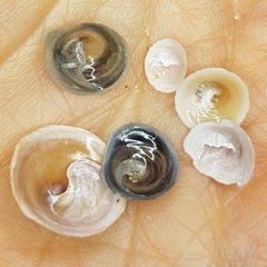 Calyptraea chinensis