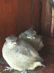 Phoenicurus ochruros