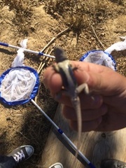 Sceloporus occidentalis occidentalis