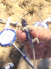 Sceloporus occidentalis occidentalis
