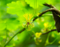 Tropaeolum capillare