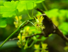 Tropaeolum capillare