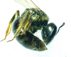 Lasioglossum zephyrus