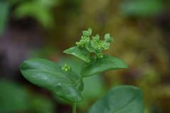 Bupleurum longifolium