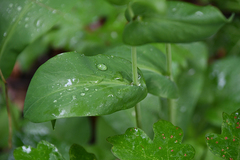 Bupleurum longifolium