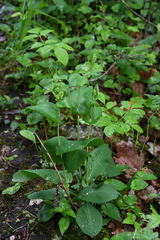 Bupleurum longifolium
