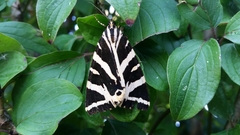 Euplagia quadripunctaria