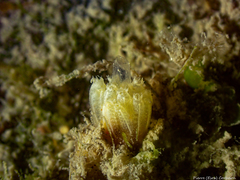 Aplidium turbinatum