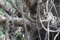 Synallaxis erythrothorax