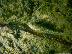 Pomatoschistus microps