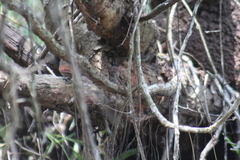 Synallaxis erythrothorax