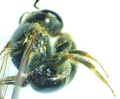 Lasioglossum zephyrus