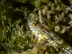 Pomatoschistus microps