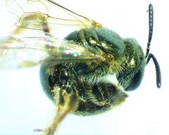Lasioglossum zephyrus