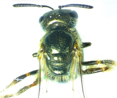 Lasioglossum zephyrus
