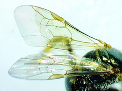 Lasioglossum zephyrus
