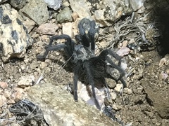 Aphonopelma prenticei