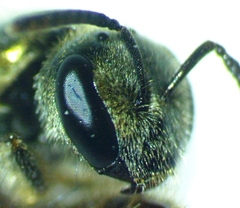 Lasioglossum zephyrus