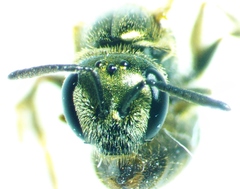 Lasioglossum zephyrus