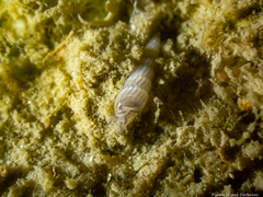 Turbonilla lactea