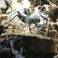Aphonopelma prenticei