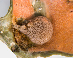 Brattegardia nanseni