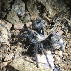 Aphonopelma prenticei