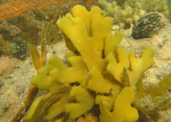 Xiphophora chondrophylla