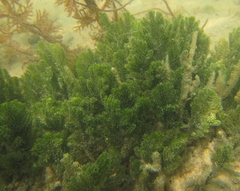 Caulerpa flexilis