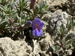 Penstemon caespitosus