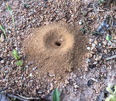 Lasioglossum zephyrus