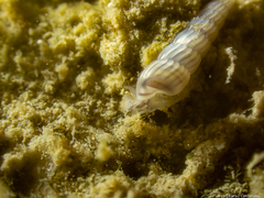 Turbonilla lactea