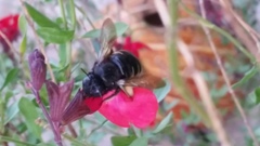 Xylocopa tabaniformis parkinsoniae