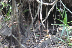 Synallaxis erythrothorax