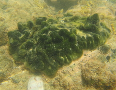 Codium convolutum
