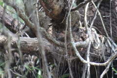 Synallaxis erythrothorax