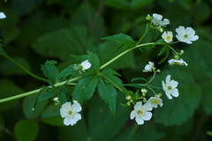 Ranunculus aconitifolius