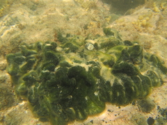 Codium convolutum