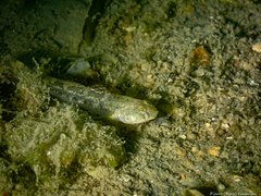 Pomatoschistus microps